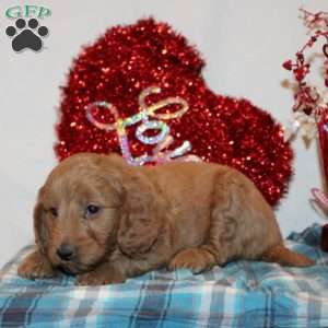 Polly, Mini Goldendoodle Puppy